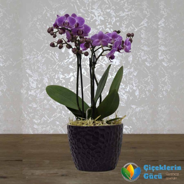 3 Branches of Mini Orchids