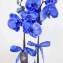 2 Dal Mavi Phalaenopsis Orkide