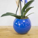 2 Dal Mavi Phalaenopsis Orkide