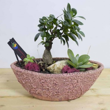 Bonzai Ficus Succulent vAmphora Pink Flowerpot