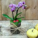 Mini Orchid and Succulent Plant Arrangement