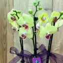 4 Twigs of Phalaenopsis Orchids