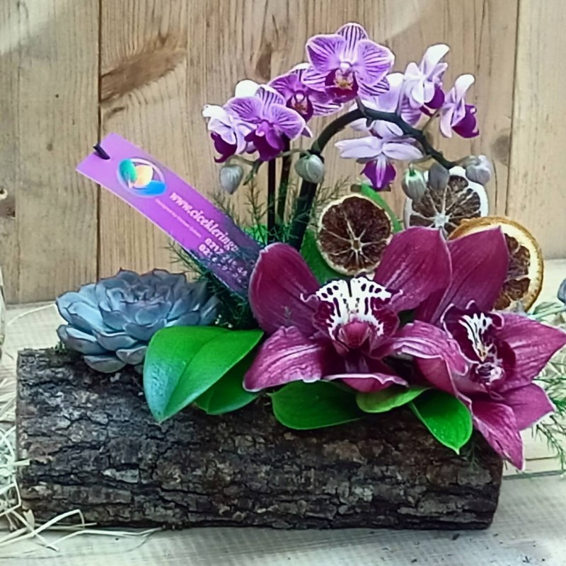 Mini Orchid and Succulent Plant Arrangement