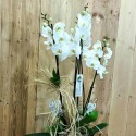 3 Dal Phalaenopsis Orkide