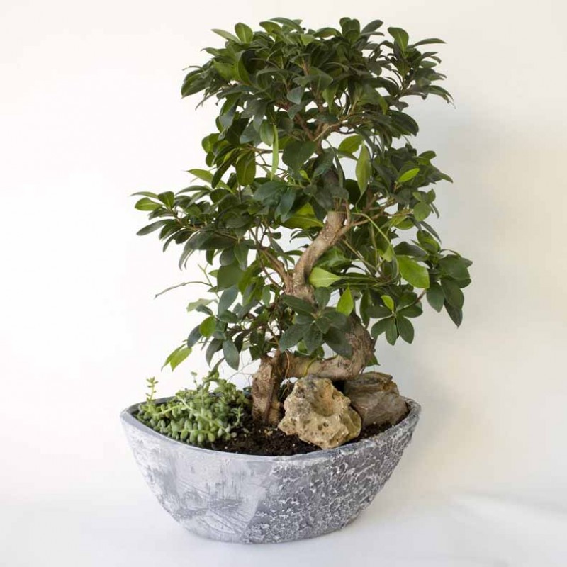 Large Ficus Bonsai