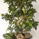 Large Ficus Bonsai